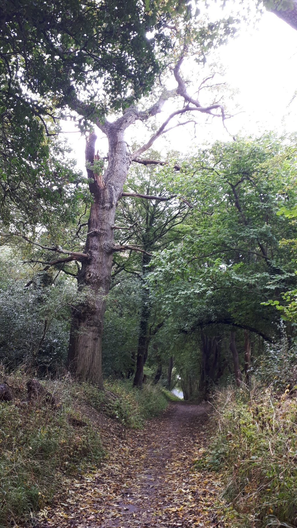 An old oak tree pictured standing at edge of ancient bridleway between Watford and St.Albans.